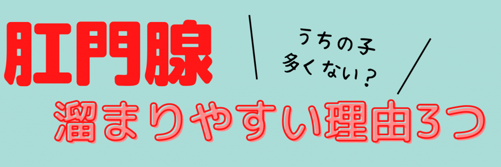 肛門腺が溜まりやすい理由3つ